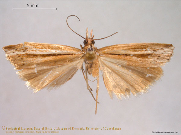 /filer/webapps/moths/media/images/E/erostratus_Crambus_HT_ZMUC.jpg