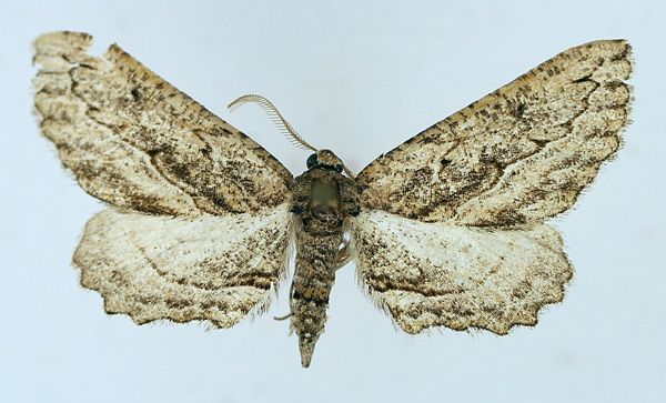 /filer/webapps/moths/media/images/E/errans_Hebdomophruda_AF_TMSA.jpg