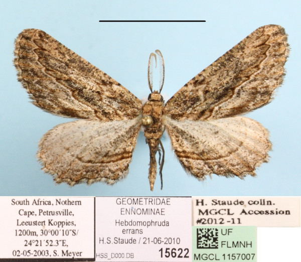 /filer/webapps/moths/media/images/E/errans_Hebdomophruda_A_MGCLa_01.JPG