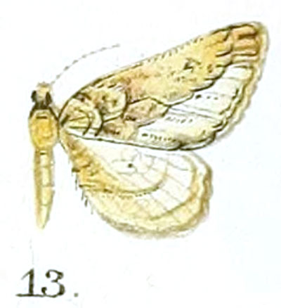/filer/webapps/moths/media/images/E/errans_Hebdomophruda_HT_Prout_16-13.jpg
