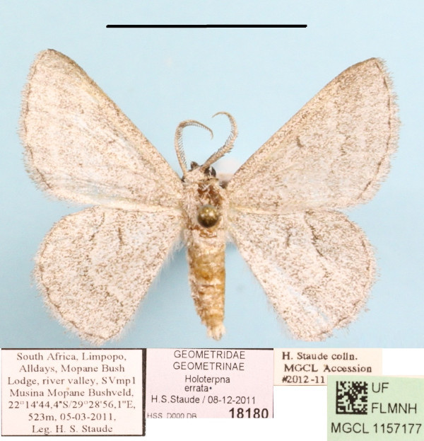 /filer/webapps/moths/media/images/E/errata_Holoterpna_A_MGCLa_01.JPG