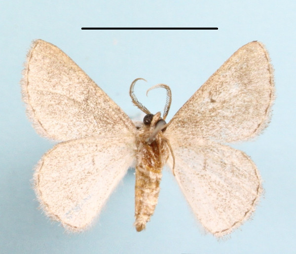 /filer/webapps/moths/media/images/E/errata_Holoterpna_A_MGCLb_01.JPG