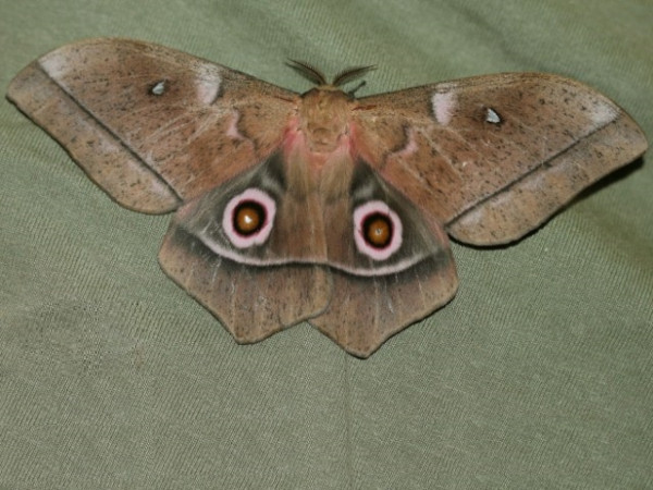 /filer/webapps/moths/media/images/E/ertli_Imbrasia_A_Wendt.jpg