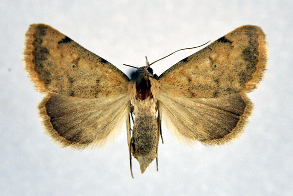 /filer/webapps/moths/media/images/E/erubescens_Phytometra_AF_NHMO.jpg