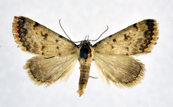 /filer/webapps/moths/media/images/E/erubescens_Phytometra_AM_NHMO.jpg