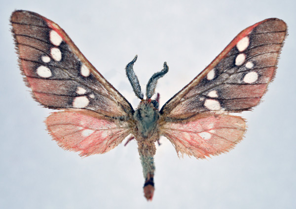 /filer/webapps/moths/media/images/E/erubescens_Pseudothyretes_AM_NHMO.jpg