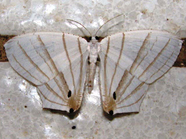 /filer/webapps/moths/media/images/E/erycinaria_Dissoprumna_A_Goff_02.jpg