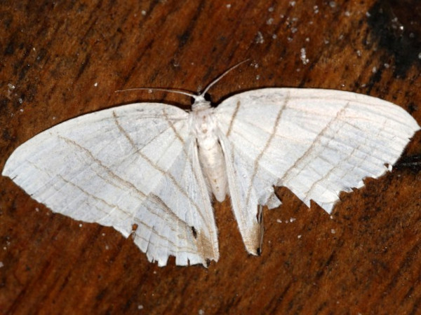 /filer/webapps/moths/media/images/E/erycinaria_Dissoprumna_A_Grimm.JPG