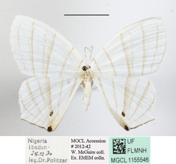 /filer/webapps/moths/media/images/E/erycinaria_Dissoprumna_A_MGCLa_01.JPG
