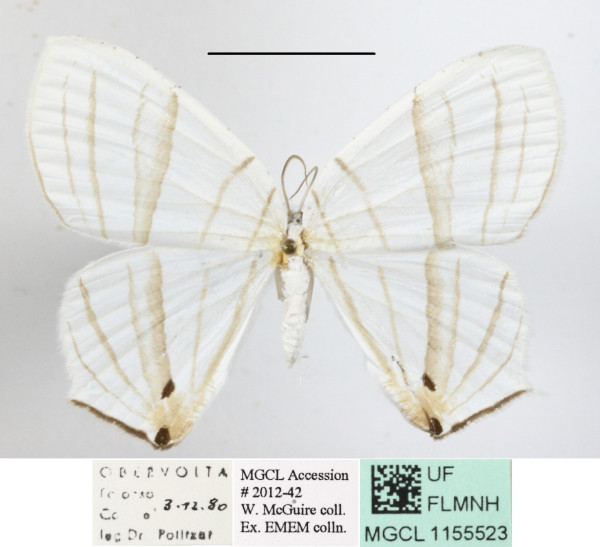 /filer/webapps/moths/media/images/E/erycinaria_Dissoprumna_A_MGCLa_02.JPG