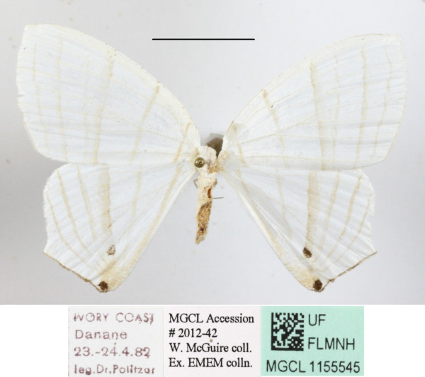 /filer/webapps/moths/media/images/E/erycinaria_Dissoprumna_A_MGCLa_03.JPG