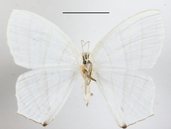 /filer/webapps/moths/media/images/E/erycinaria_Dissoprumna_A_MGCLb_01.JPG