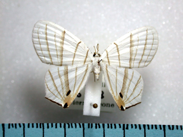 /filer/webapps/moths/media/images/E/erycinaria_Dissoprumna_A_Revell.jpg