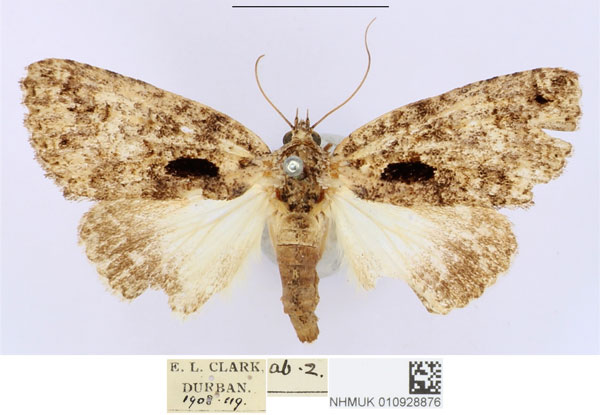 /filer/webapps/moths/media/images/E/erygidia_Prionofrontia_AF_BMNH.jpg