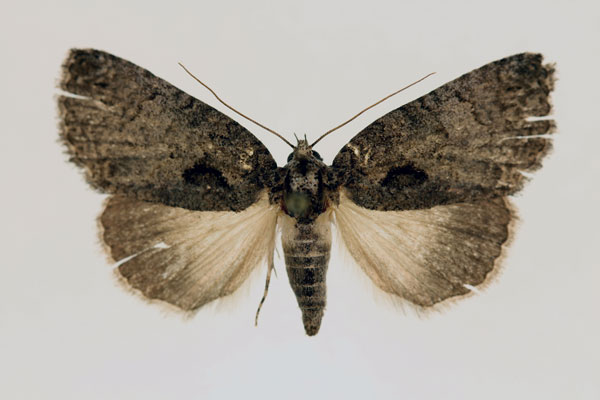 /filer/webapps/moths/media/images/E/erygidia_Prionofrontia_AF_RMCA.jpg