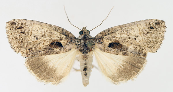 /filer/webapps/moths/media/images/E/erygidia_Prionofrontia_AF_TMSA_02.jpg
