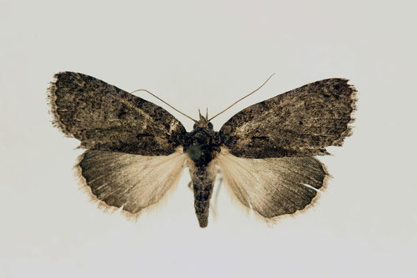/filer/webapps/moths/media/images/E/erygidia_Prionofrontia_AM_RMCA.jpg