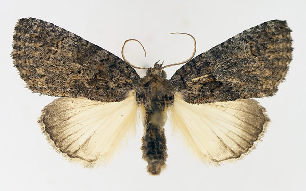 /filer/webapps/moths/media/images/E/erygidia_Prionofrontia_AM_TMSA_02.jpg