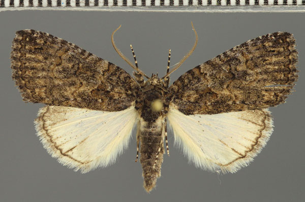 /filer/webapps/moths/media/images/E/erygidia_Prionofrontia_A_Fiebig.jpg