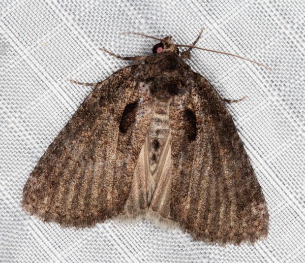 /filer/webapps/moths/media/images/E/erygidia_Prionofrontia_A_Heyns_01.jpg