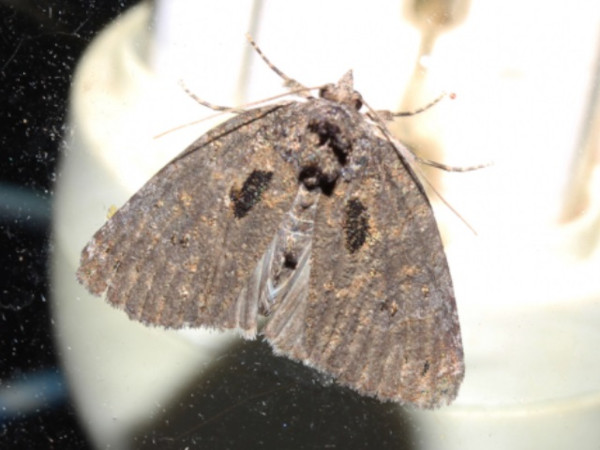 /filer/webapps/moths/media/images/E/erygidia_Prionofrontia_A_Roland_01.jpg