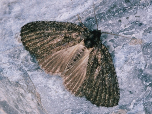 /filer/webapps/moths/media/images/E/erygidia_Prionofrontia_A_Roland_02.jpg