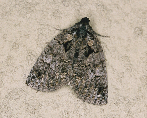 /filer/webapps/moths/media/images/E/erygidia_Prionofrontia_A_Roland_08.jpg