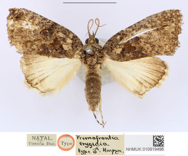 /filer/webapps/moths/media/images/E/erygidia_Prionofrontia_HT_BMNH.jpg