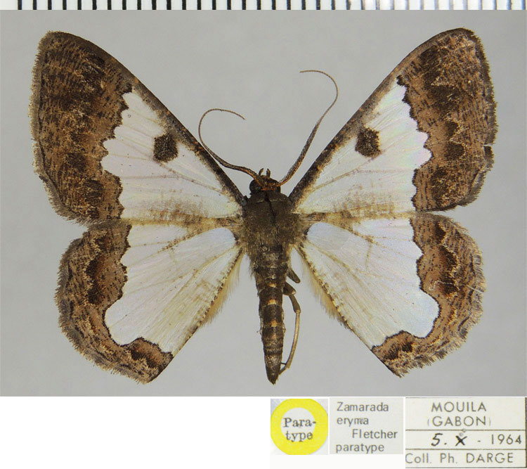 /filer/webapps/moths/media/images/E/eryma_Zamarada_PTM_ZSMa.jpg