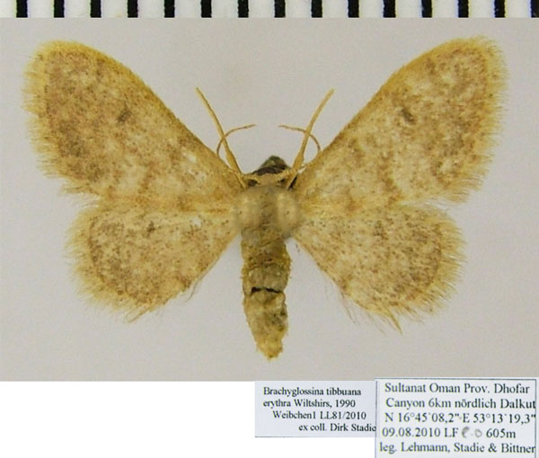 /filer/webapps/moths/media/images/E/erythra_Brachyglossina_AF_Stadie.jpg