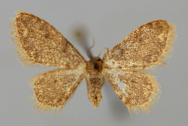 /filer/webapps/moths/media/images/E/erythra_Brachyglossina_A_ZSM_01.jpg