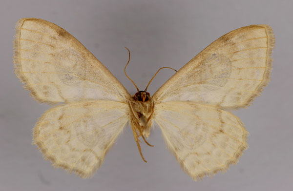 /filer/webapps/moths/media/images/E/erythra_Problepsis_A_ZSM_02.jpg