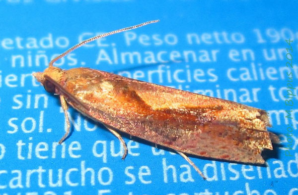 /filer/webapps/moths/media/images/E/erythraea_Episemoides_A_Bippus.jpg