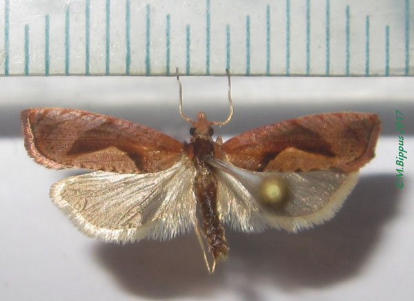 /filer/webapps/moths/media/images/E/erythraea_Episimoides_A_Bippus_02.jpg