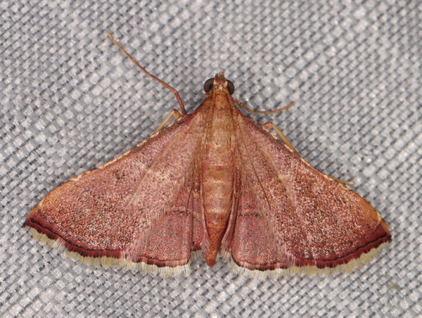 /filer/webapps/moths/media/images/E/erythralis_Endotricha_A_Heyns_02.jpg