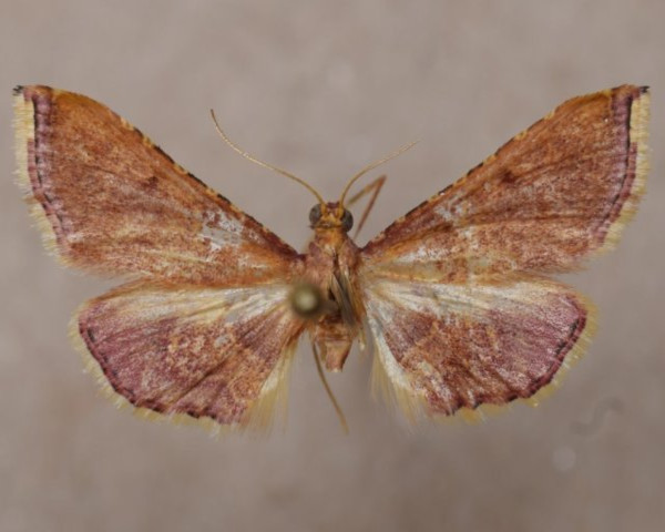 /filer/webapps/moths/media/images/E/erythralis_Endrotricha_A_Butler.jpg