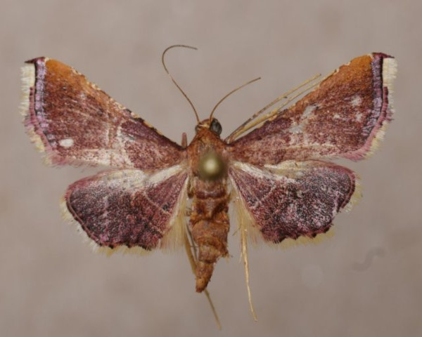 /filer/webapps/moths/media/images/E/erythralis_Endrotricha_A_Butler_01.jpg