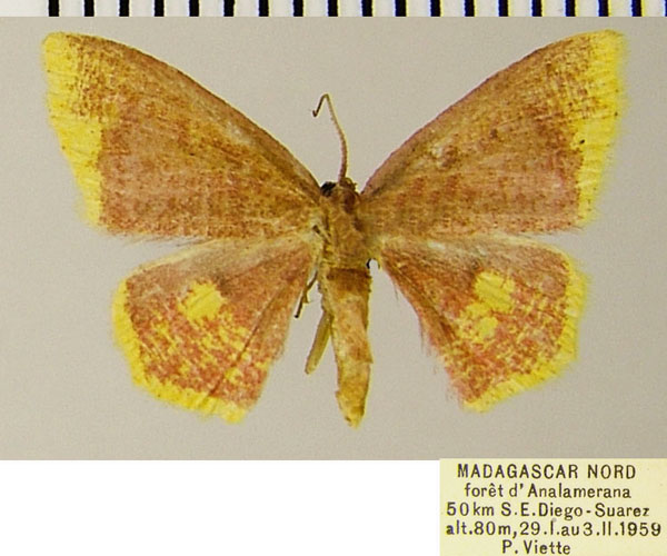 /filer/webapps/moths/media/images/E/erythraria_Chrysocraspeda_AF_ZSM.jpg