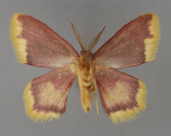 /filer/webapps/moths/media/images/E/erythraria_Chrysocraspeda_A_ZSM_02.jpg