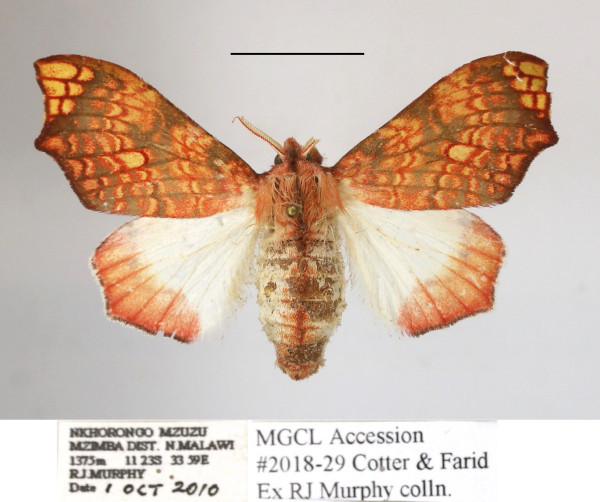 /filer/webapps/moths/media/images/E/erythrina_Lomadonta_AF_MGCLa_02.jpg
