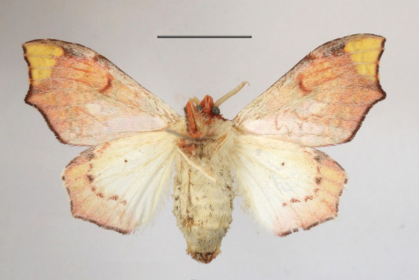 /filer/webapps/moths/media/images/E/erythrina_Lomadonta_AF_MGCLb_02.jpg
