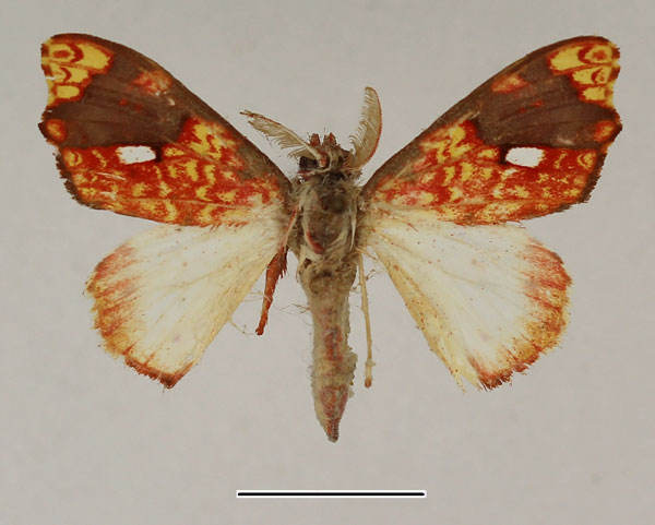 /filer/webapps/moths/media/images/E/erythrina_Lomadonta_AM_Basquin.jpg