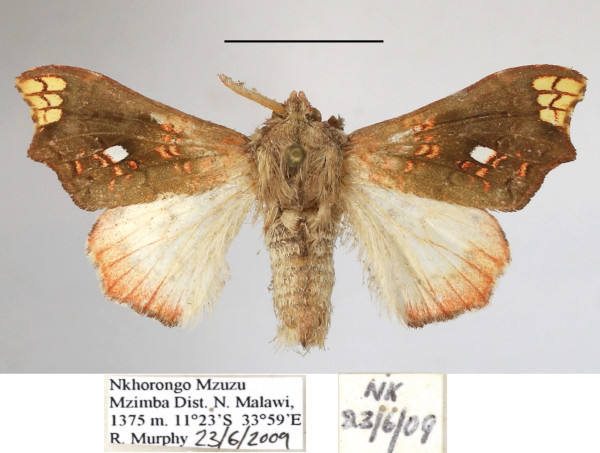 /filer/webapps/moths/media/images/E/erythrina_Lomadonta_A_MGCLa_01.jpg