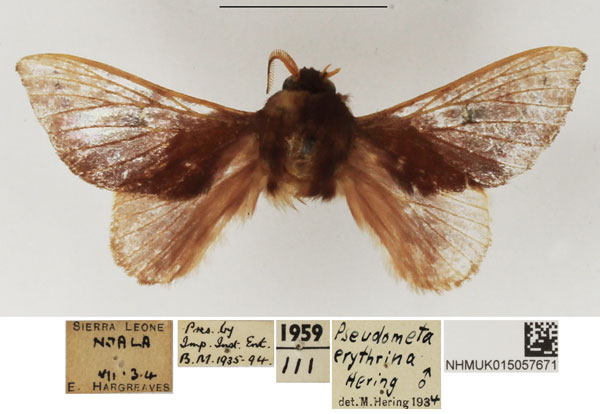 /filer/webapps/moths/media/images/E/erythrina_Pseudometa_AM_NHMUK.jpg