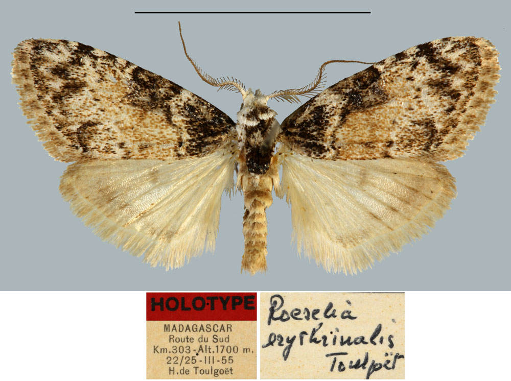 /filer/webapps/moths/media/images/E/erythrinalis_Roeselia_HT_MNHN.jpg
