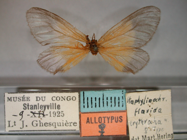/filer/webapps/moths/media/images/E/erythrocha_Staphylinochrous_AT_RMCA_01.jpg