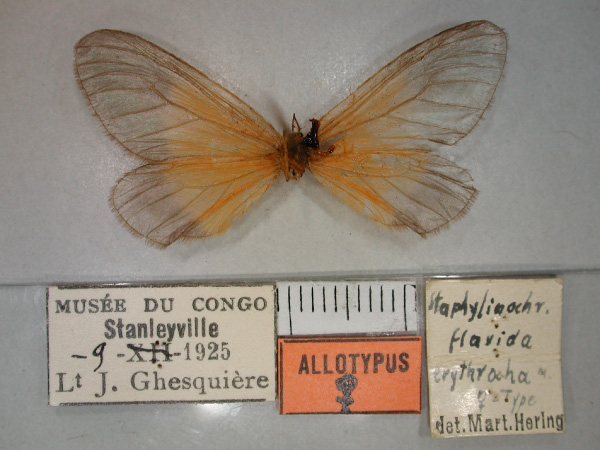 /filer/webapps/moths/media/images/E/erythrocha_Staphylinochrous_AT_RMCA_02.jpg