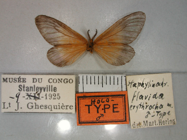 /filer/webapps/moths/media/images/E/erythrocha_Staphylinochrous_HT_RMCA_02.jpg
