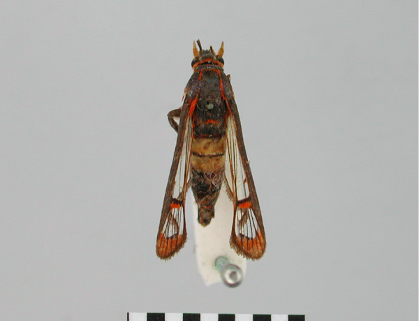 /filer/webapps/moths/media/images/E/erythrogama_Synanthedon_HT_BMNH.jpg