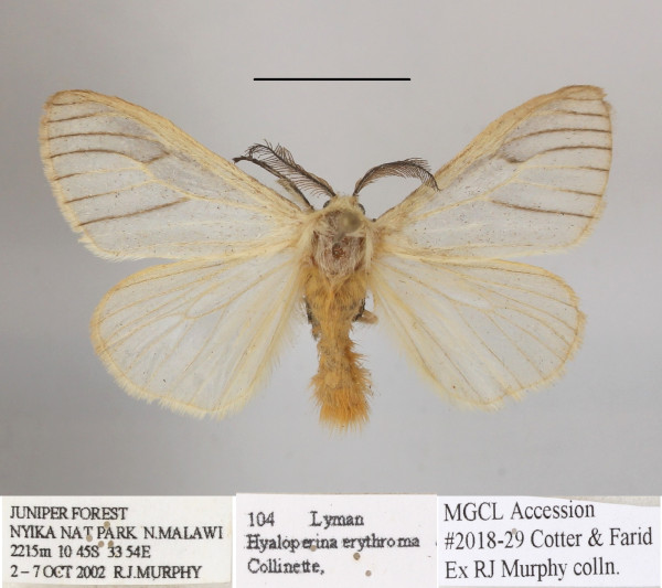 /filer/webapps/moths/media/images/E/erythroma_Hyaloperina_AM_MGCLa_01.JPG